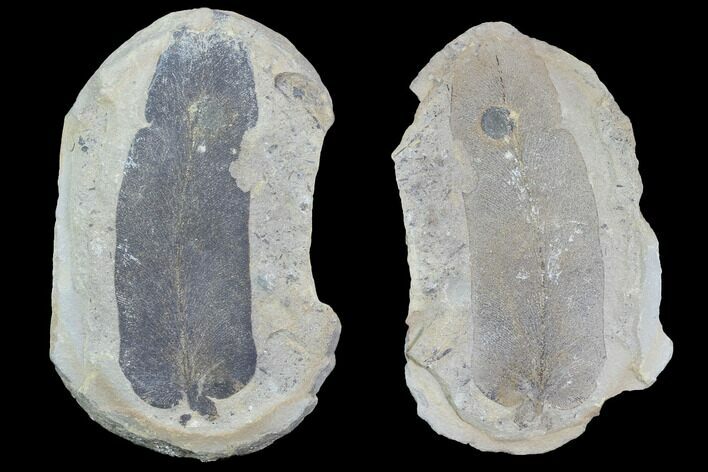 Fossil Neuropteris Seed Fern (Pos/Neg) - Mazon Creek #89926